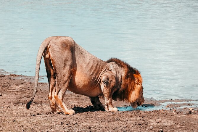 1-Day Selous (Nyerere National Park) Fly-In Safari from Zanzibar - How the $550 price measures up