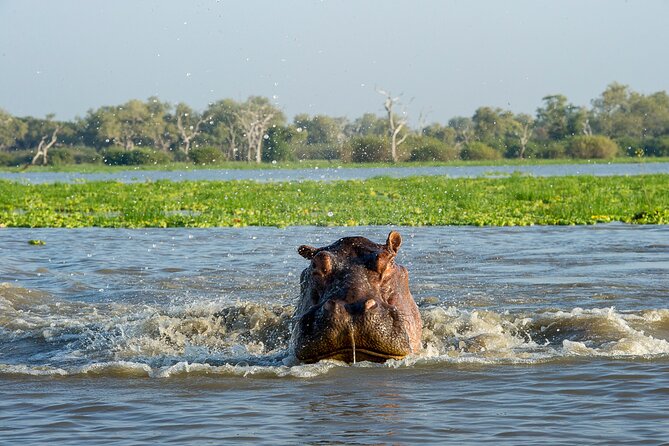 1-Day Selous (Nyerere National Park) Fly-In Safari from Zanzibar - What the guide feedback tells you
