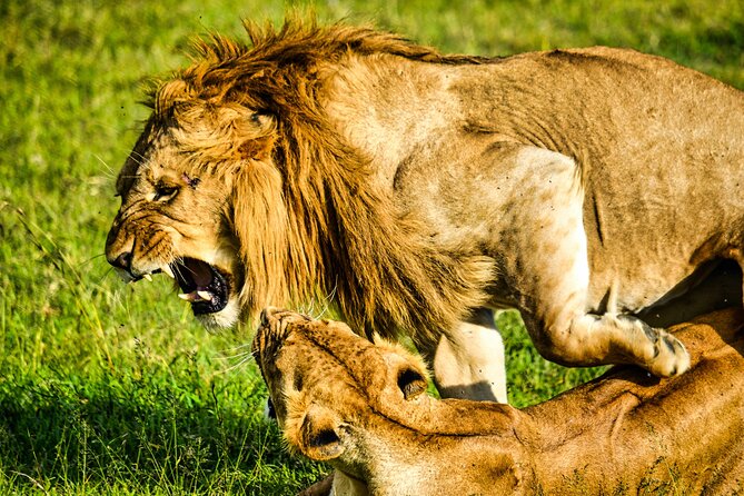 1 Day Tanzania Sharing Budget Group joining Tour to Ngorongoro - Why Ngorongoro Crater makes sense for a one-day safari
