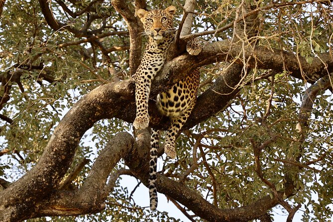 1 Day Tanzania Sharing Budget Group joining Tour to Ngorongoro - Who will enjoy this Ngorongoro day trip