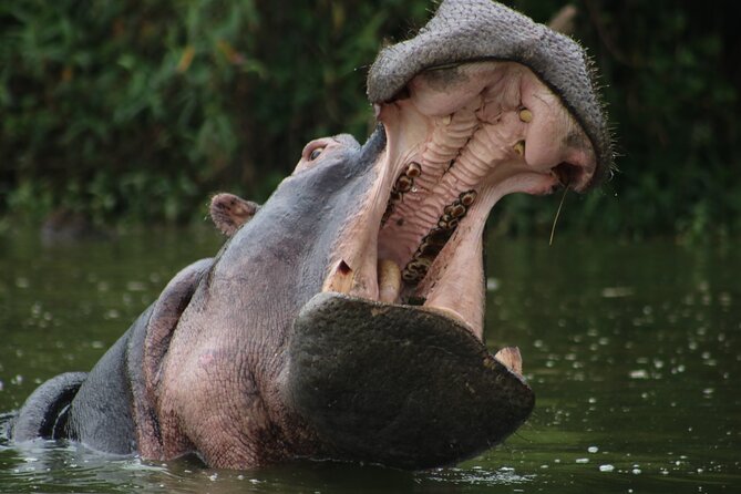 1 Day Tanzania Sharing Budget Group joining Tour to Ngorongoro - The early trip from Arusha to the crater