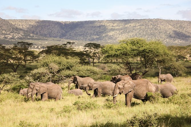 1 days Tanzania Sharing Joining group Safari - Ngorongoro Crater - Why Ngorongoro Crater works so well for a short safari