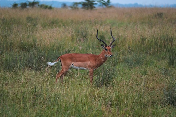 1 days Tanzania Sharing Joining group Safari - Ngorongoro Crater - Entering the crater for the morning game drive
