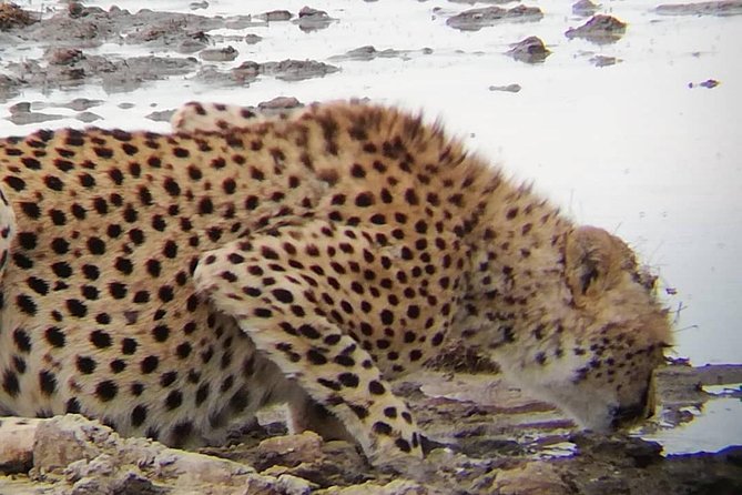 1 Daytrip Amazing to Ngorongoro Crater from Arusha or Moshi - Why Ngorongoro Crater makes sense as a one-day safari