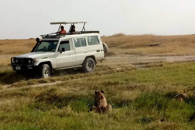 1 Daytrip Amazing to Ngorongoro Crater from Arusha or Moshi - The animals you have a reasonable chance to see