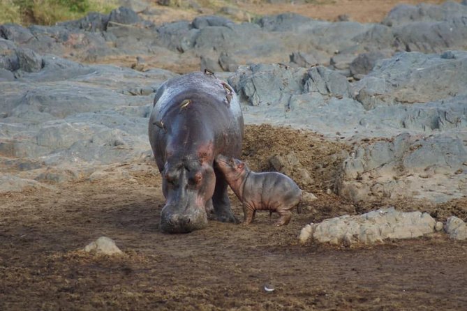 1 Daytrip Amazing to Ngorongoro Crater from Arusha or Moshi - Picnic lunch, water, and what to pack