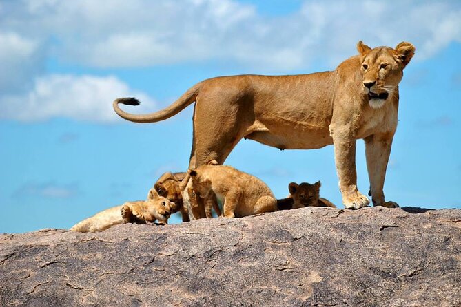 1 Daytrip Amazing to Ngorongoro Crater from Arusha or Moshi - Is $800 per person good value?