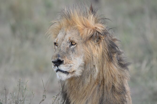 10-Day Amazing Comfort Camping Safari - Day 4: Lake Manyara’s birds and tree country