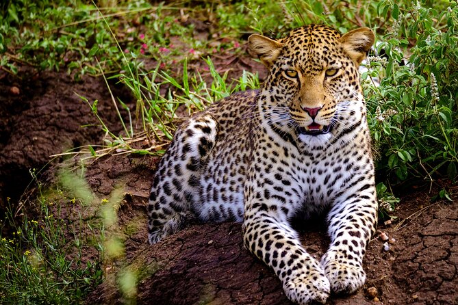 10-Day Predators Tanzania Safari Luxury Package - Why this route works for a first Tanzania safari