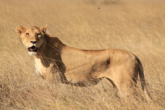 10-Day Predators Tanzania Safari Luxury Package - Lake Manyara and Tanzania’s bird-rich woodland