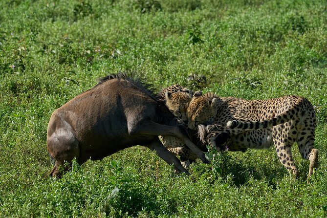 10-Day Predators Tanzania Safari Luxury Package - Guiding, driving, and the private format