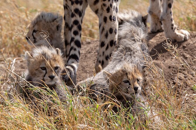10-Day Predators Tanzania Safari Luxury Package - Arrival at Kilimanjaro Airport and first night in Arusha