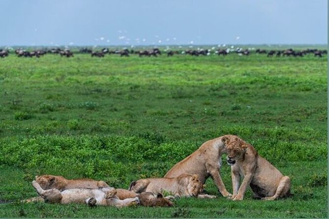 10 Day Serengeti, Ngorongoro Crater and Zanzibar Private Tour - Why this Tanzania combination works