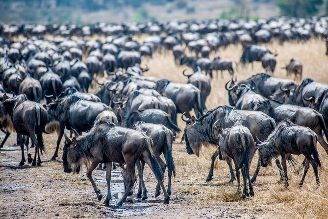 10-Day Serengeti Wildebeest Migration Safari from Arusha - Why this safari route makes sense