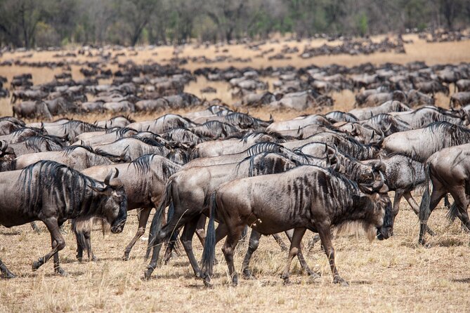 10-Day Serengeti Wildebeest Migration Safari from Arusha - Day 8: Ngorongoro Crater from the rim to the floor