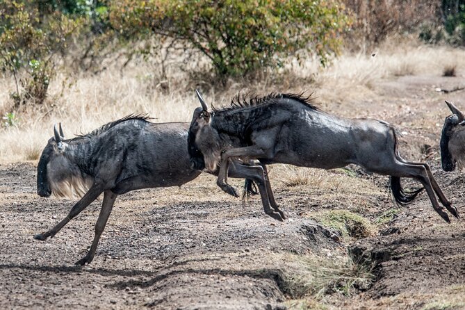 10-Day Serengeti Wildebeest Migration Safari from Arusha - Day 10: Back to Arusha and the airport
