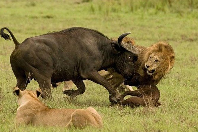 10 days family safari Tanzania - Key points before you book