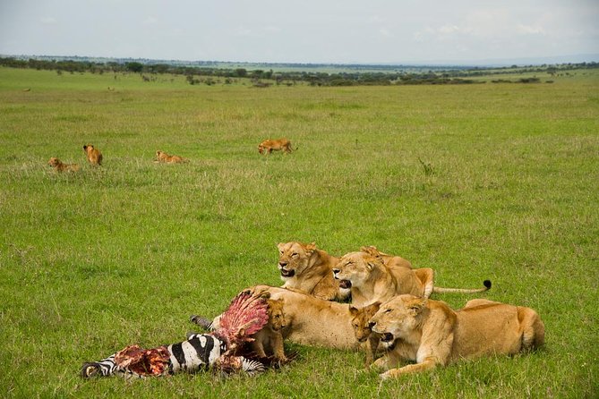 10 days family safari Tanzania - Day 3: Flamingos, Maasai country, and Lake Natron