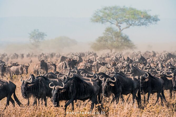 10 days family safari Tanzania - Day 7: Inside Ngorongoro Crater