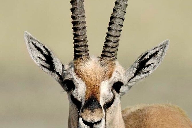 10 days family safari Tanzania - Day 2: Lake Manyara and the first wildlife drive