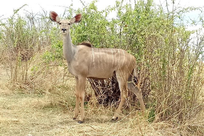 10 days Safari to Nyerere NP, Ruaha NP, Udzungwa NP and Mikumi NP + Isimila Site - The big picture: an ambitious southern circuit