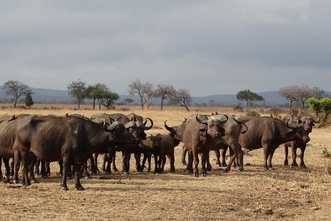 10 days Safari to Nyerere NP, Ruaha NP, Udzungwa NP and Mikumi NP + Isimila Site - Day 3: Walking near Selous, then the road to Morogoro