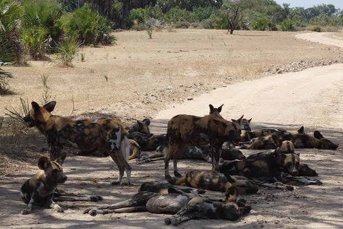 10 days Safari to Nyerere NP, Ruaha NP, Udzungwa NP and Mikumi NP + Isimila Site - Days 5 and 6: Two full days in Ruaha