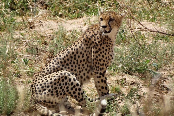 10 days Safari to Nyerere NP, Ruaha NP, Udzungwa NP and Mikumi NP + Isimila Site - Day 2: A full game drive in Selous
