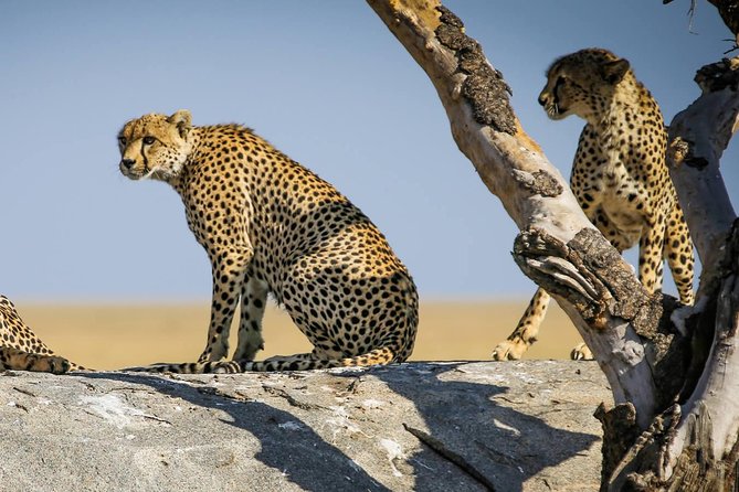 12 Days Amazing Tanzania Wildlife and Cultural Experience - Why this Tanzania route works so well