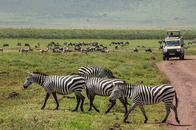 12 Days Amazing Tanzania Wildlife and Cultural Experience - Days 3 to 5: Tarangire’s elephants and long safari hours