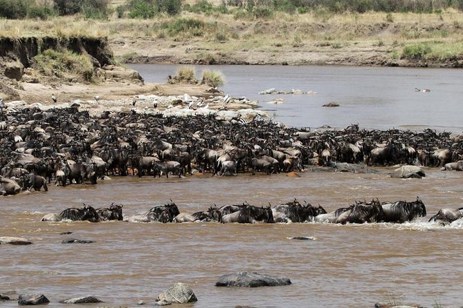 12 Days Amazing Tanzania Wildlife and Cultural Experience - Days 7 to 9: Serengeti with time to search
