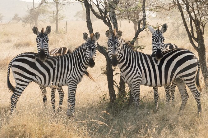 12 days Luxury Tanzania Honeymoon Safari and Zanzibar - Day 4: Reaching the Serengeti through the highlands