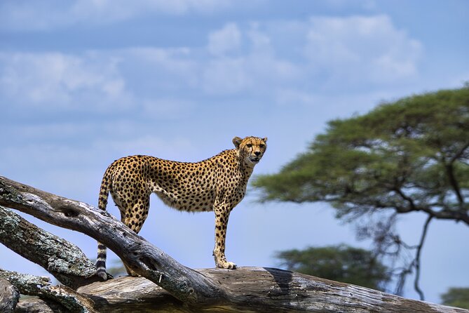 12 days Luxury Tanzania Honeymoon Safari and Zanzibar - Day 6: Ngorongoro Crater and one of Tanzania’s best wildlife settings