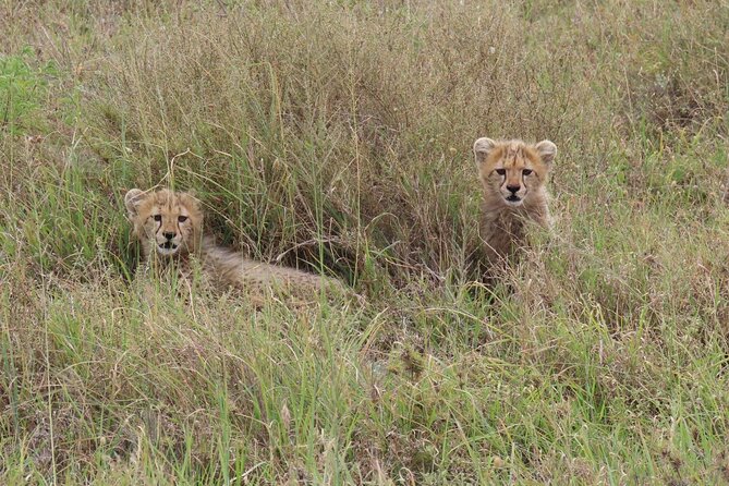 12 Days Safari Tour around Mt Kilimanjaro off the beaten - Days 4 and 5: Mkomazi, wild dogs, rhinos, and open country