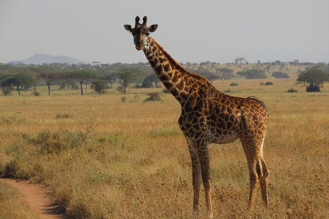 12 Days Safari Tour around Mt Kilimanjaro off the beaten - Day 7: Forest wildlife at Lake Manyara