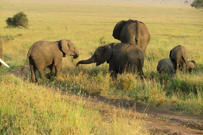 12 Days Safari Tour around Mt Kilimanjaro off the beaten - Day 8: Lake Natron, flamingos, and a Maasai-led walk