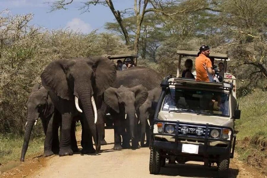 2 DAY-ADVENTURE SAFARI IN TANZANIA - What this two-day safari is really like
