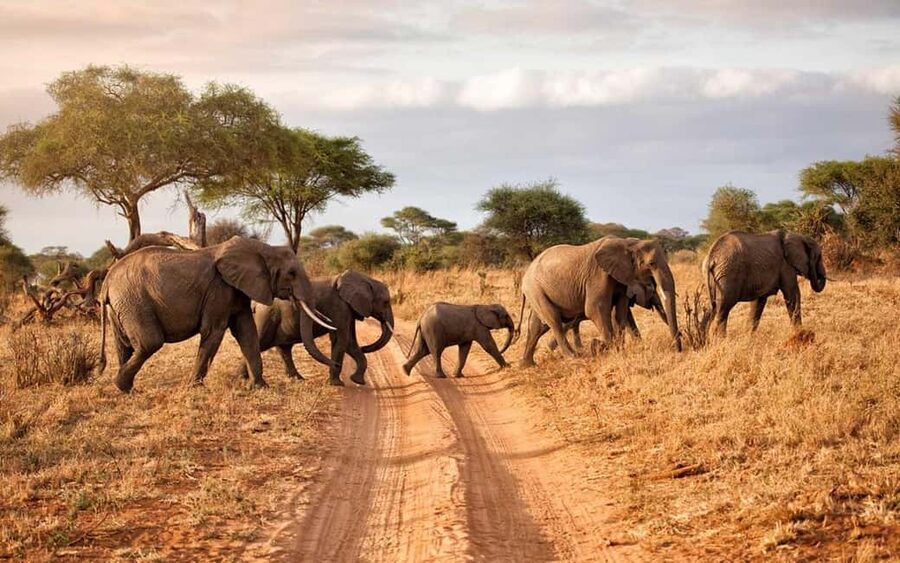 2 DAY-ADVENTURE SAFARI IN TANZANIA - Morning pickup from Arusha or Moshi