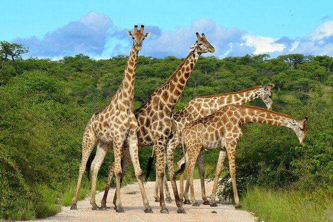 2 Day Budget Safari in Tarangire and Ngorongoro From Arusha - Wildlife in Tarangire: what you may see