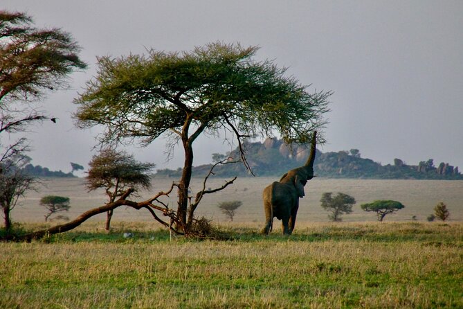 2-Day Private Guided Tour to Tarangire and Ngorongoro - What the first day feels like