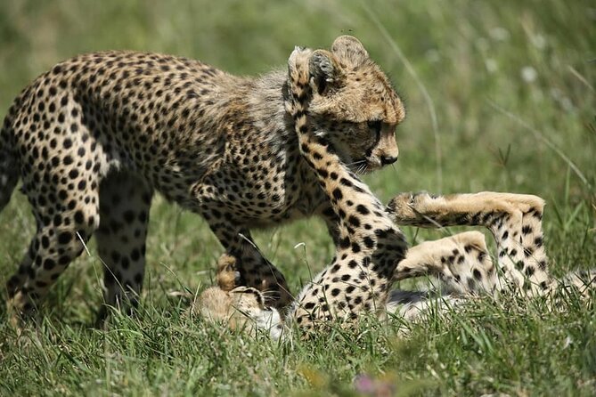 2-Day Private Guided Tour to Tarangire and Ngorongoro - A crater picnic and the return to Arusha