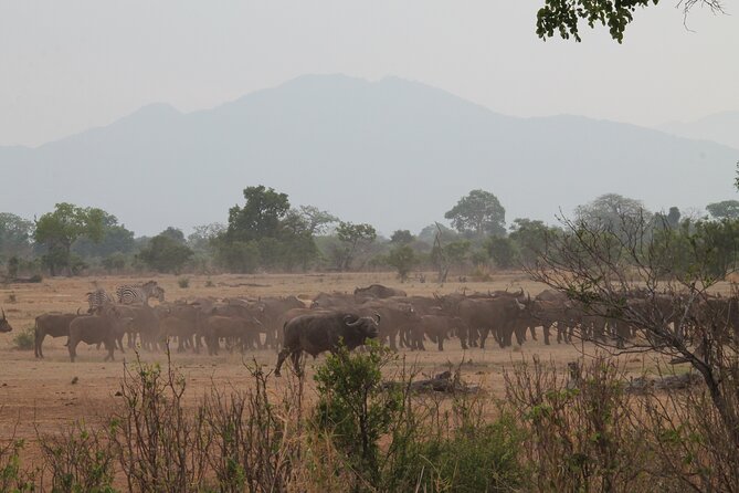 2-Day Private Mikumi National Park Tour with Pickup - Leaving Dar es Salaam at 6:00 am