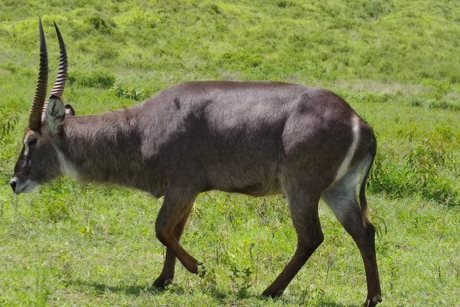 2 Day Safari Tarangire and Ngorongoro Crater - Why this two-park route works
