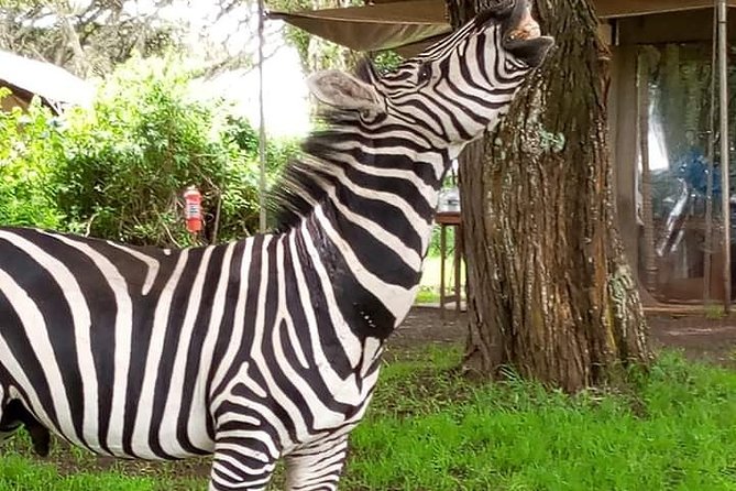 2 Day Safari Tarangire and Ngorongoro Crater - Day one: the long wildlife day in Tarangire