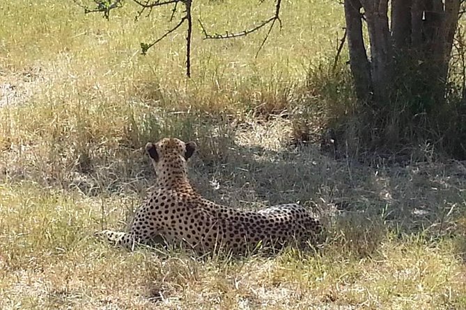 2 Day safari to Mikumi departure from Zanzibar - Day one: from Zanzibar to Mikumi National Park