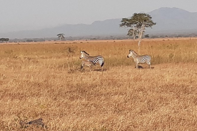 2 Day safari to Mikumi departure from Zanzibar - Wildlife: what you may see and what you should not expect