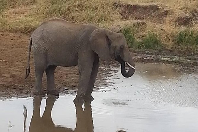 2 Day safari to Mikumi departure from Zanzibar - The private format and the human side of the trip