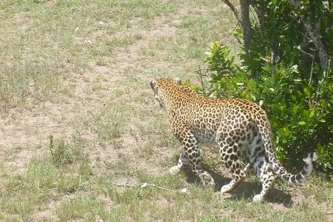 2 Day safari to Mikumi departure from Zanzibar - Timing, comfort, and the real trade-off