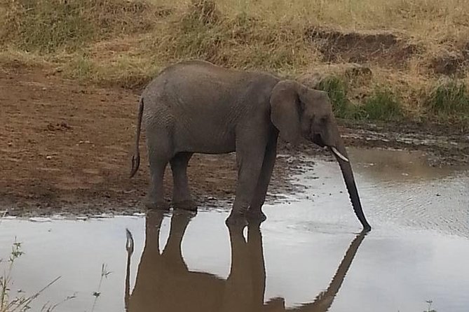 2 Day safari to Mikumi departure from Zanzibar - Who should book this Mikumi experience?