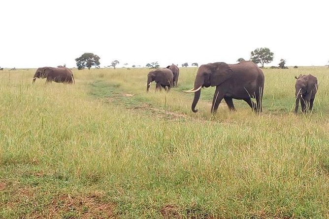 2 Day Safari To Mikumi National Park + transfers from Dar Es Salam - Key points to know before booking